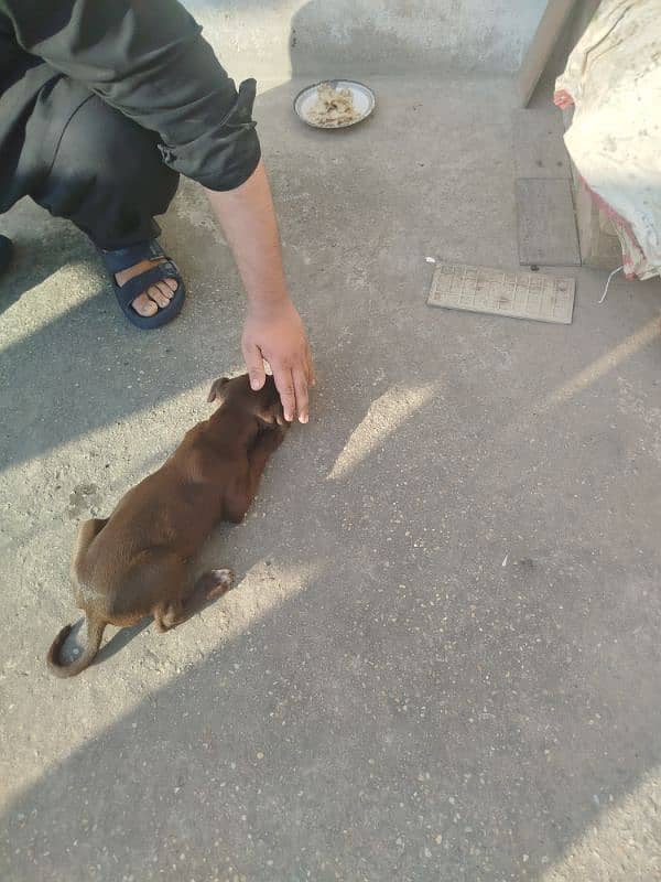 Labrador and pointer mix breed 1