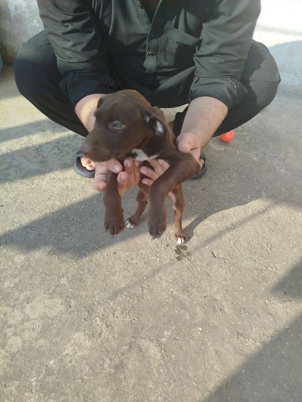 Labrador and pointer mix breed 2