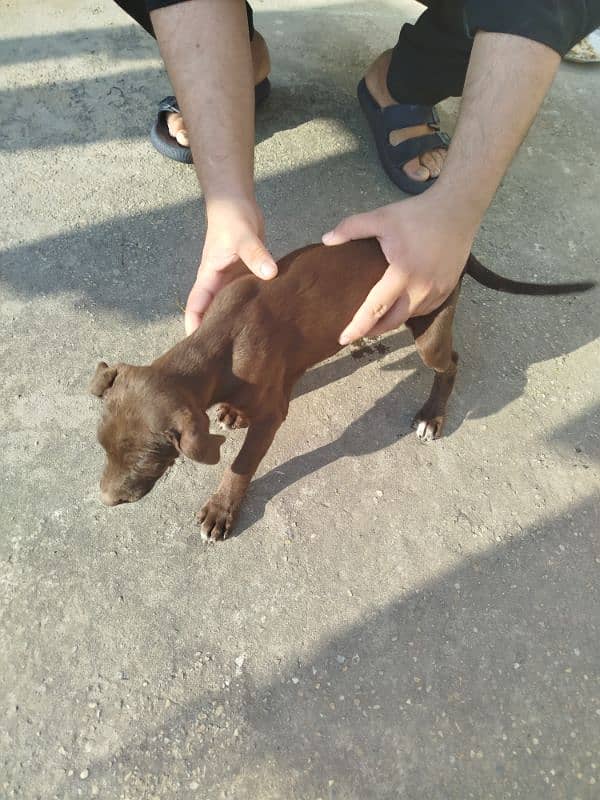 Labrador and pointer mix breed 3