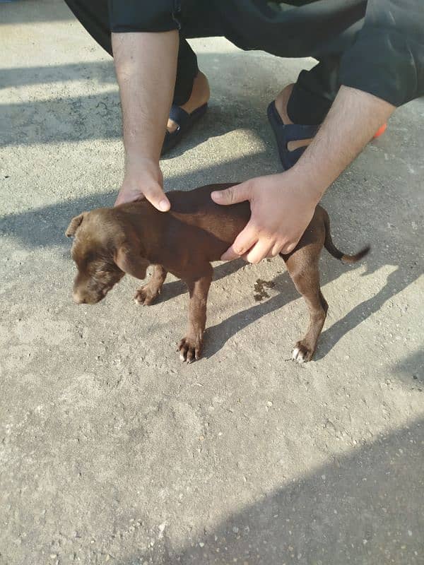 Labrador and pointer mix breed 4