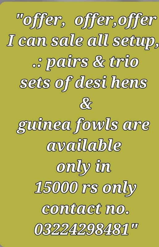 breeder pair and trio sets of desi hens available 0