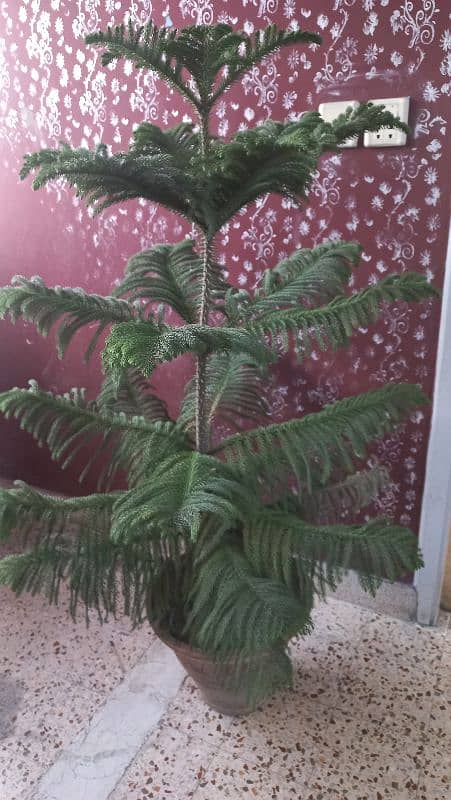 Christmas tree and money plant 0