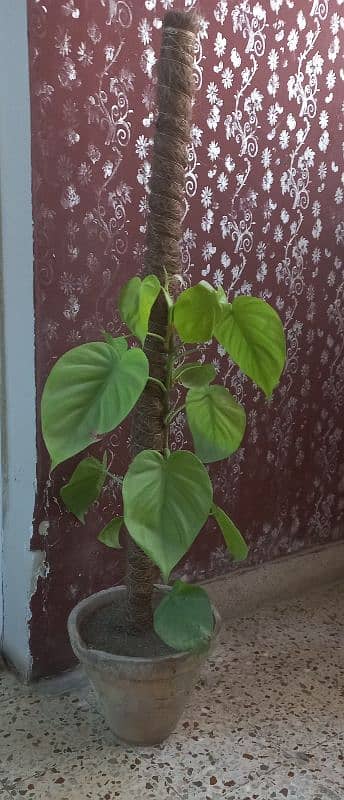 Christmas tree and money plant 1