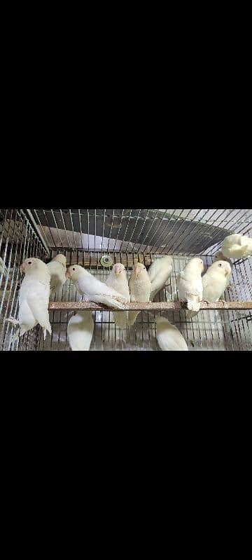 Albino Red Breeder Pairs 0