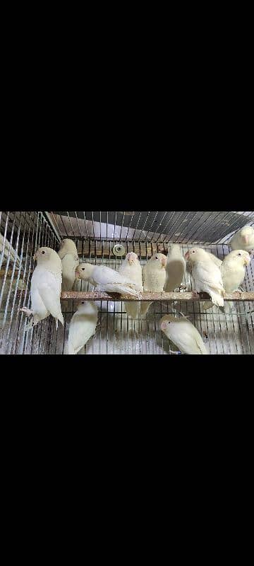 Albino Red Breeder Pairs 1