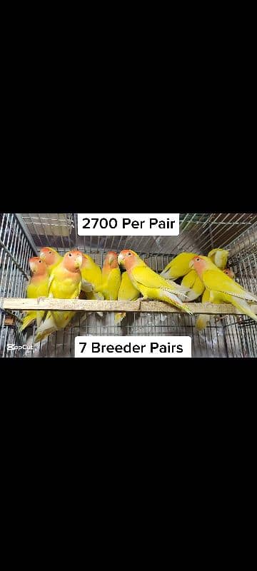 Albino Red Breeder Pairs 2