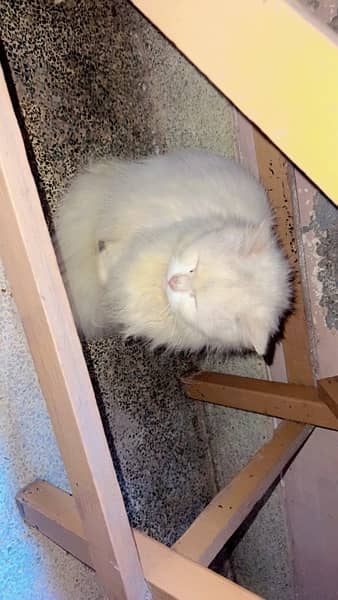 breeder persian female cat(billi) 0