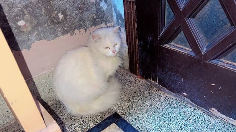 breeder persian female cat(billi) 1