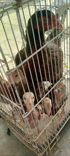 Aseel high qiaility female with 4 chiks