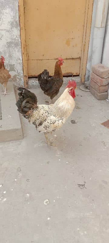 golden misri 1 male 3 female for sale 0