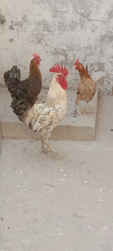 golden misri 1 male 3 female for sale 1