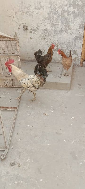 golden misri 1 male 3 female for sale 2