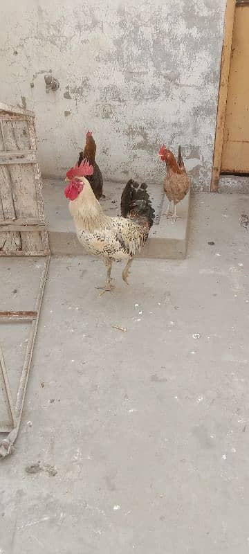 golden misri 1 male 3 female for sale 4