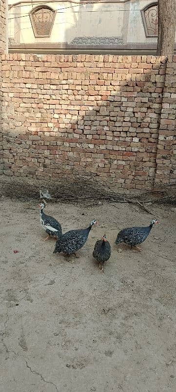 4 male chakor for sale 1