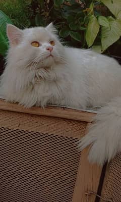 Persian Male Cat OnlY For Mating