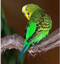 Australian parrot