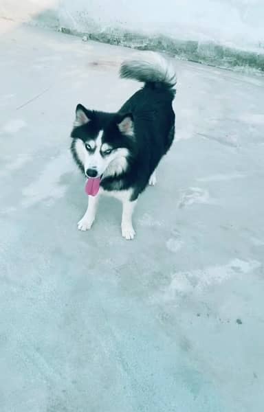 siberian husky blue eyes male 1