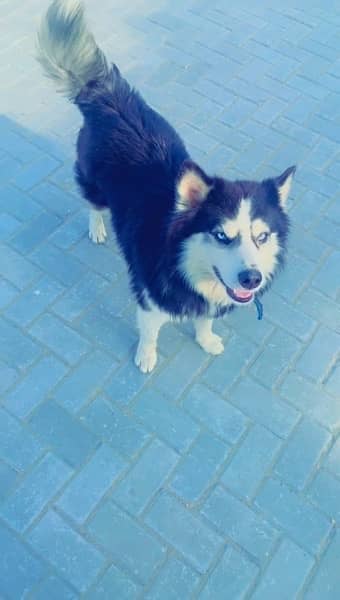 siberian husky blue eyes male 4