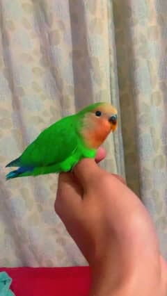 hand tame Love birds