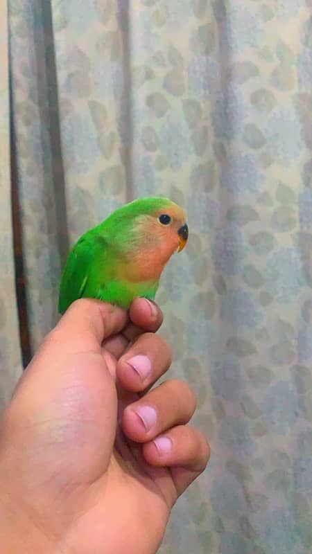 hand tame Love birds 1