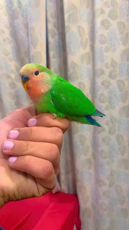 hand tame Love birds 2