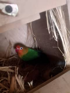 love bird male female breeder piece