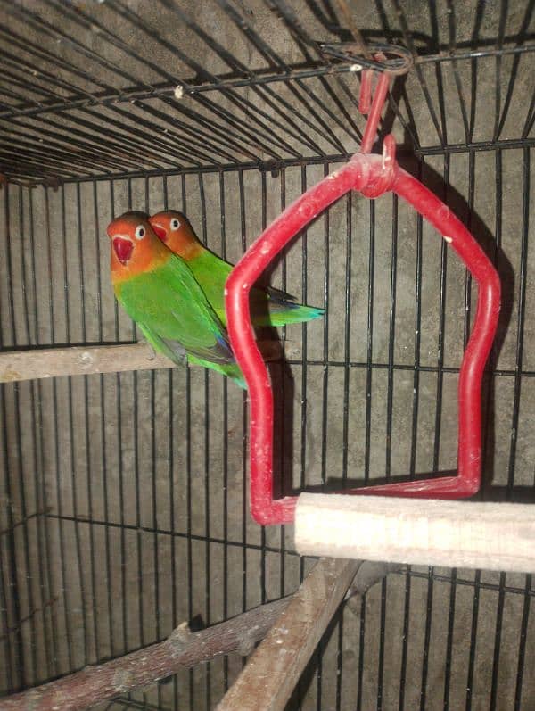 love bird male female breeder piece 2