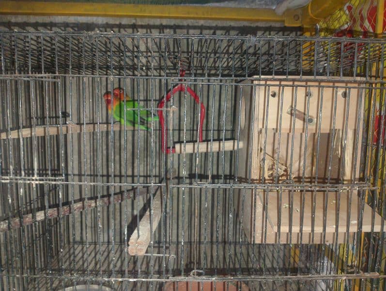 love bird male female breeder piece 3