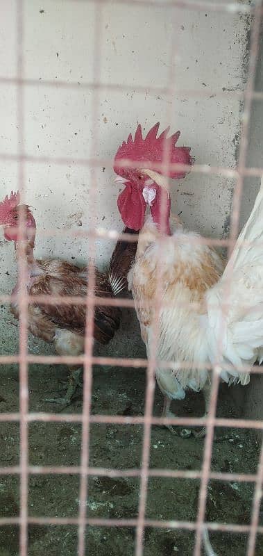 Egg laying murghian for sale 0