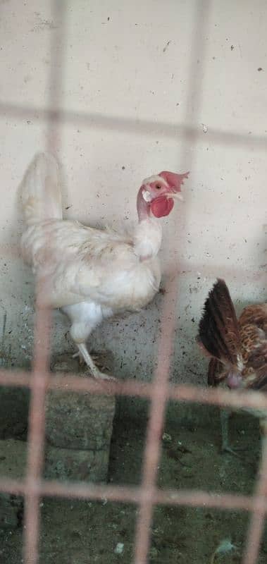 Egg laying murghian for sale 1