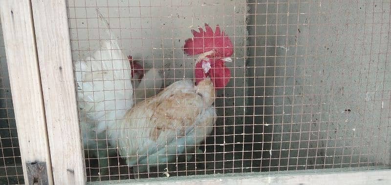 Egg laying murghian for sale 2