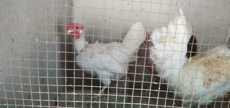 Egg laying murghian for sale 5