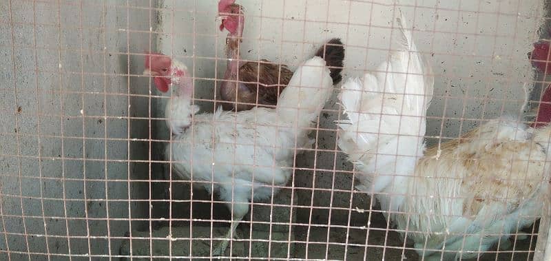 Egg laying murghian for sale 6