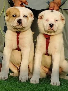 King Alabai Pair | Alabai Puppies | Alabai security Dog For Sale