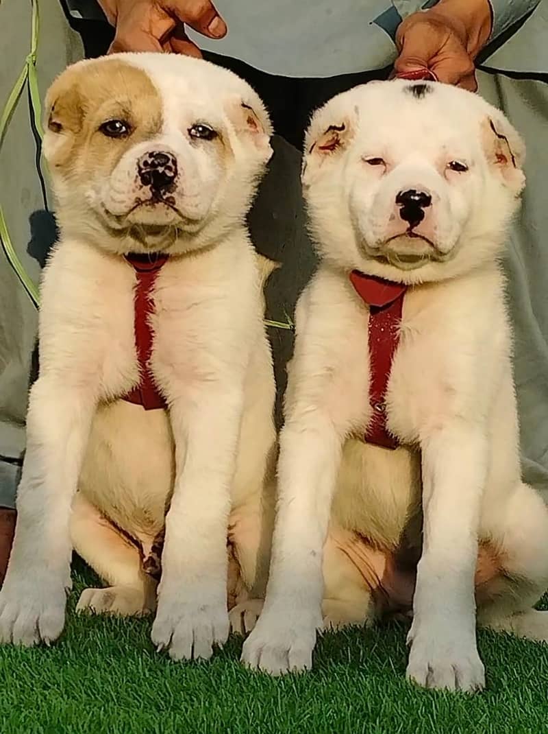 King Alabai Pair | Alabai Puppies | Alabai security Dog For Sale 0