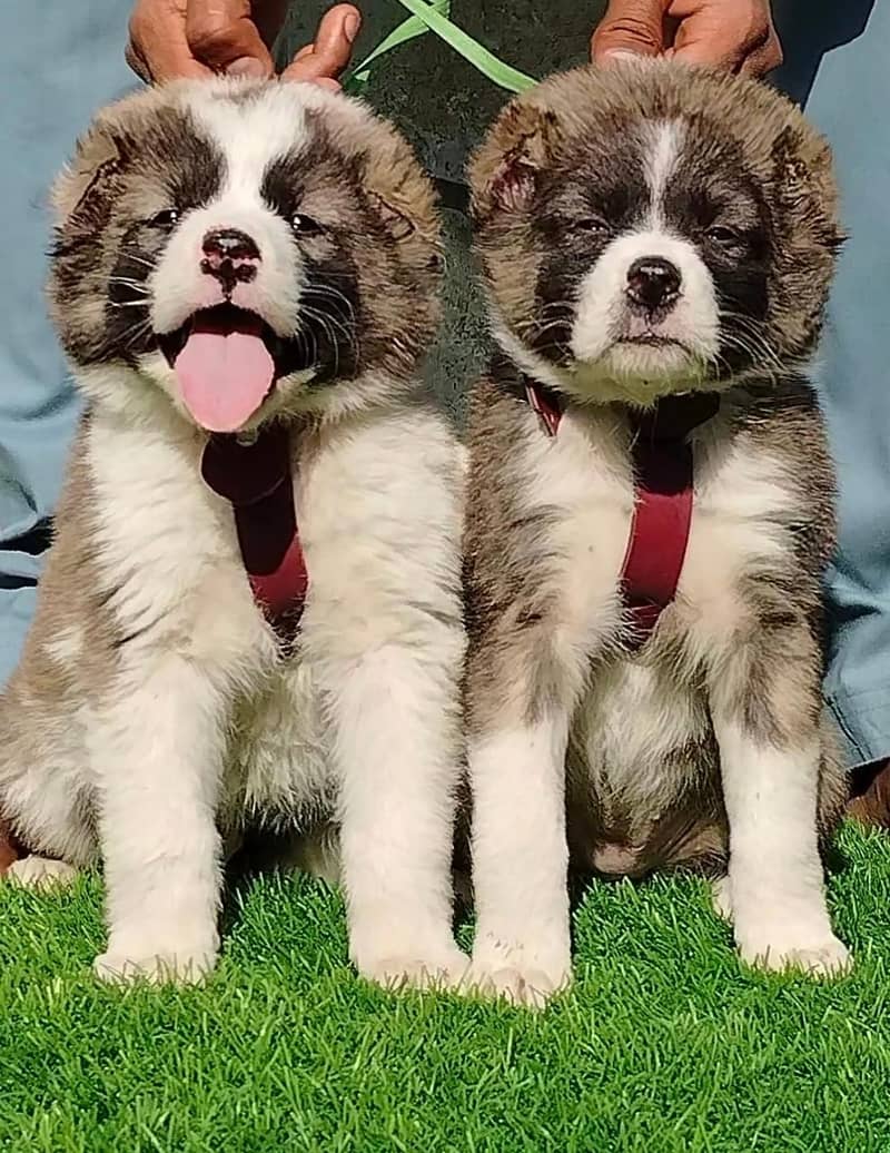 King Alabai Pair | Alabai Puppies | Alabai security Dog For Sale 2