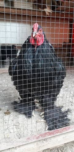 brahma for sale