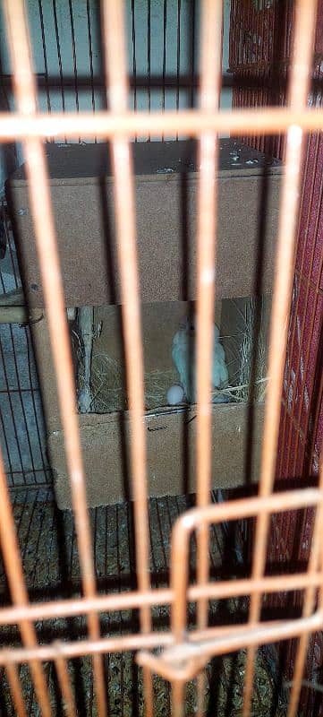 albino black eyes pair with cage for sale 1