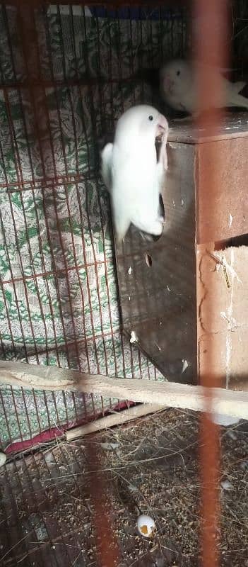 albino black eyes pair with cage for sale 3