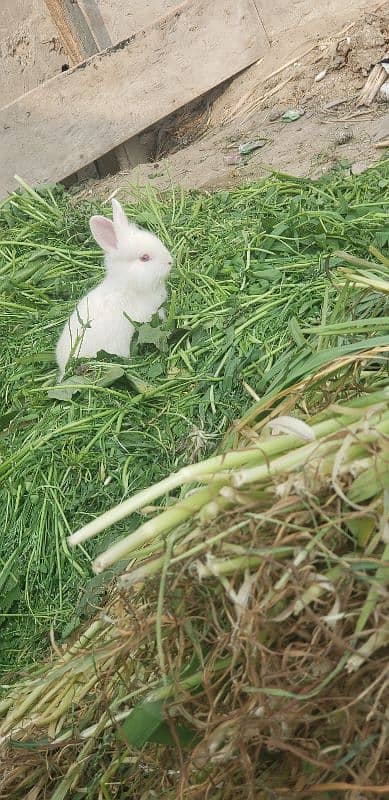 angora and newland breede mixed [urgent sale] breed 03269189860 0