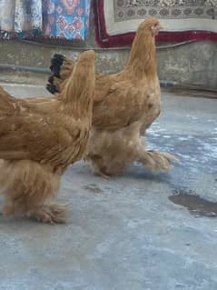 Buff AND brahma cross 2 hen amerucana hen blue egg breed