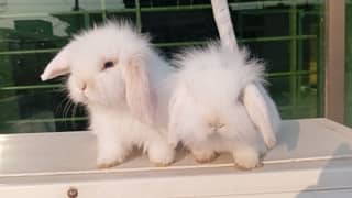 Holland lop pair