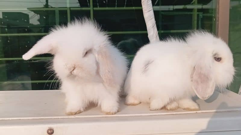 Holland lop pair 1