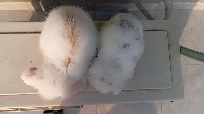 Holland lop pair 2