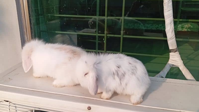 Holland lop pair 3