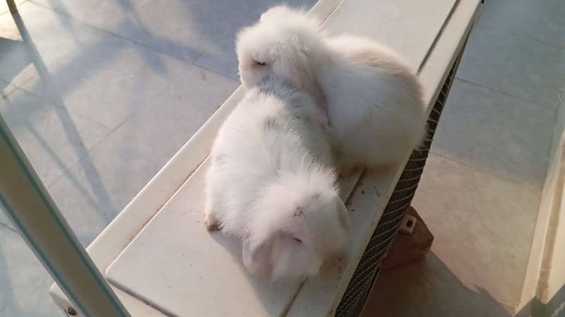 Holland lop pair 4