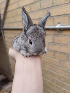 Flemish rabbit's bunnies