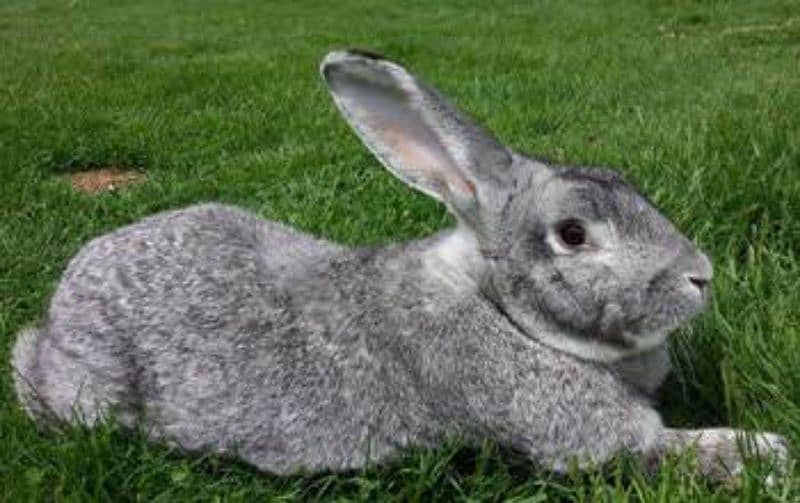 Flemish rabbit's bunnies 1