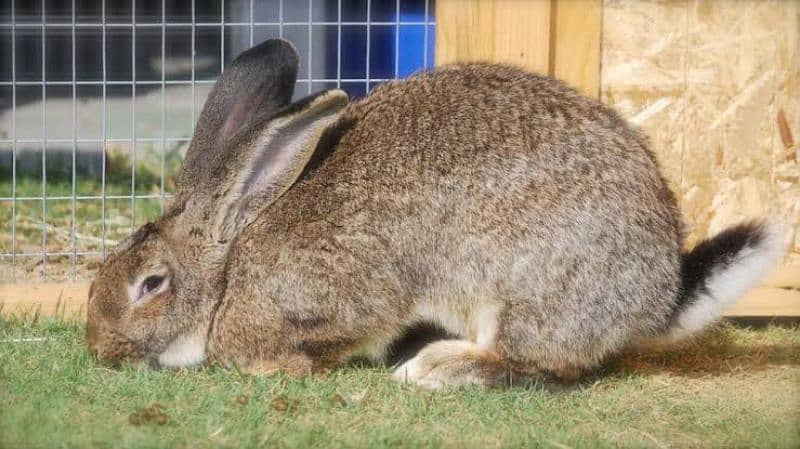 Flemish rabbit's bunnies 2