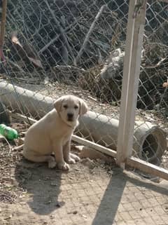 Labrador female pup